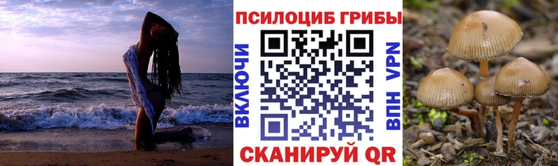 Купить  Няндома  Галлюциногенные грибы Cubensis 